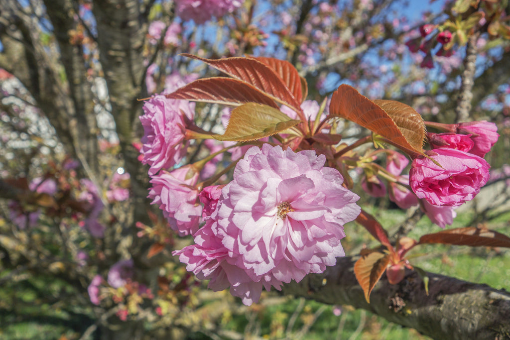 5 cose straordinarie da vedere questa primavera (in Francia)