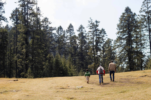 La sylvothérapie, le remède contre le stress