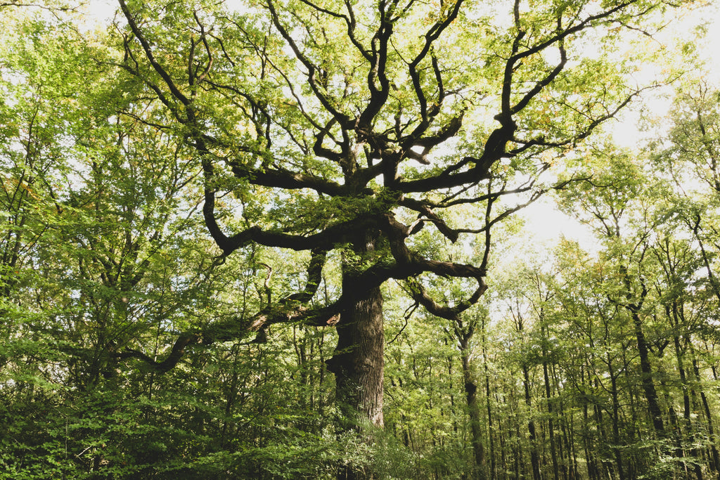 6 fôrets incroyables à voir en France